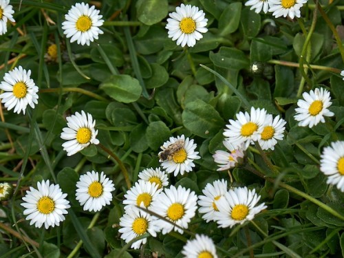 Ga aan de slag met biodiversiteit op jouw school